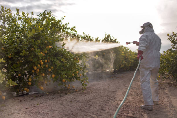 Best Affordable Pest Control Services  in Ama, LA