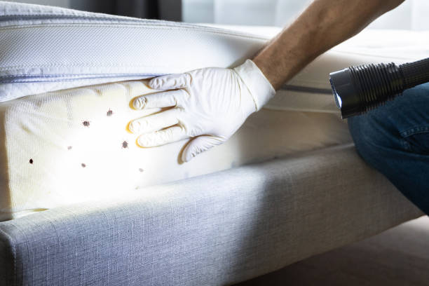 Best Affordable Pest Control Services  in Ama, LA