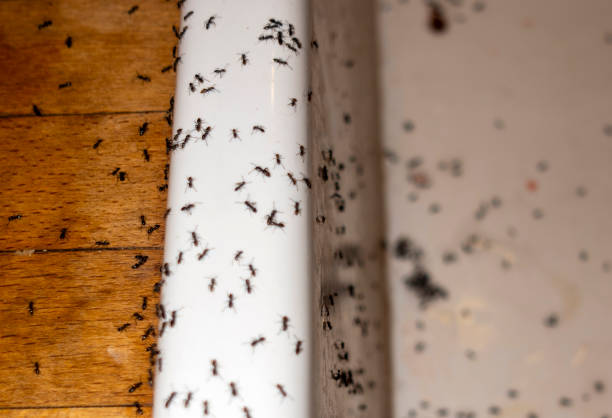 Best Exterminator Services  in Ama, LA