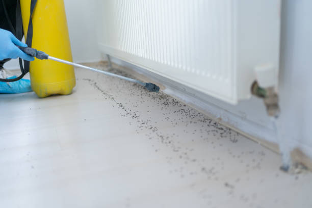Best Termite Control Services  in Ama, LA